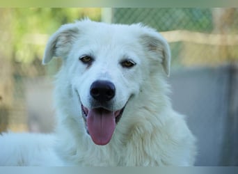 Mira - eine weiße Herzensbrecherin und ihre drei Schwestern