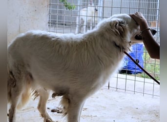 Hadrianus - weiß, es wird einmal ein Wunder gescheh'n