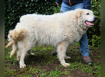 Tallulah - Grandezza auf vier Pfoten!