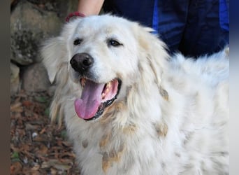 Aristodemo - nicht nur Schall und Rauch