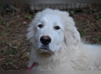 Leofric - Kleiner Löwe hat Großes vor