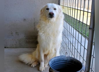 Folquet - Im falschen Leben