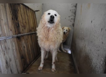 Daigle - "Tauschen Sie den Rest Ihres Zögerns gegen den Rest meines Lebens!"