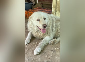 Luke - geboren, um zu schützen...