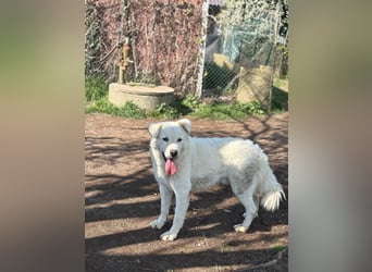 Cornelius - Woher soll er es können?