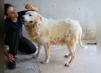 Eskie - aber bitte mit Sahne ins Glück!