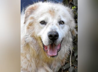 Apolonio - möchte für seine Menschen ein Fels in der Brandung sein