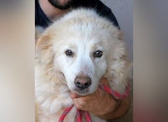 Olivielle- Junge Dame im Bärenmantel