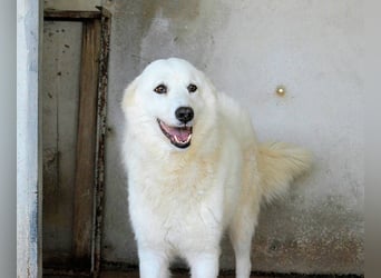 Amaya - So schön und so schrecklich?