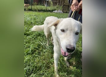 Boss - Wenn ein Name täuscht und ein Herz gewinnt