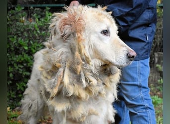 Akamu - Sucht seinen passenden Deckel