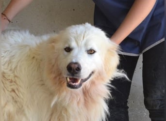 Jaafar - Der sanfte Riese Jaafar - Der sanfte Riese