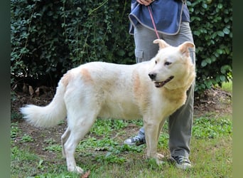 Zipper - Ein vergeudetes Leben