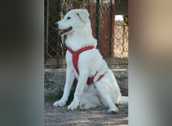 Mona - eine weiße Herzensbrecherin und ihre drei Schwestern