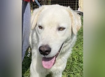 Boss - Wenn ein Name täuscht und ein Herz gewinnt