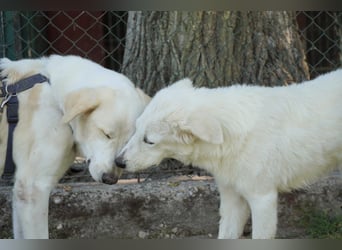 Mona - eine weiße Herzensbrecherin und ihre drei Schwestern