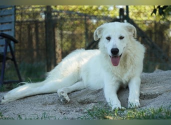 Mira - eine weiße Herzensbrecherin und ihre drei Schwestern