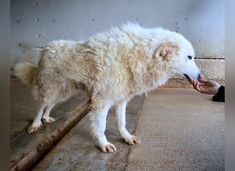 Folquet - Im falschen Leben