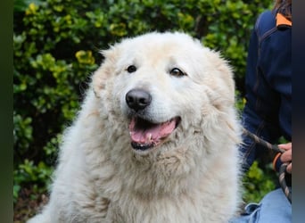 Tallulah - Grandezza auf vier Pfoten!