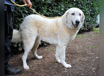 Damarius - niemals ist eine schrecklich lange Zeit