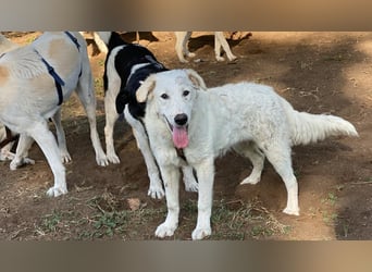 Tonia - eine sanfte Seele mit Flausen im Kopf