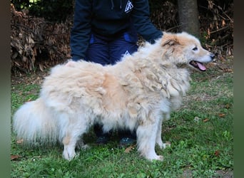 Dominico - Die Stimme des Windes