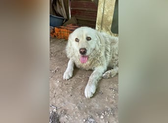 Luke - geboren, um zu schützen...