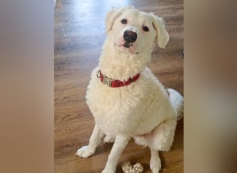 Bullo - weißer Eisbär mit sanfter Seele