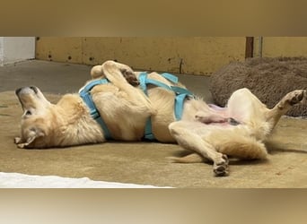 Yannick - SOS- (Dringend Pfflegestelle oder Zuhause gesucht )verloren zwischen Angst und Bindung