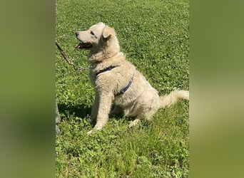 Cornelius - Woher soll er es können?