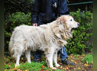 Akamu - Sucht seinen passenden Deckel