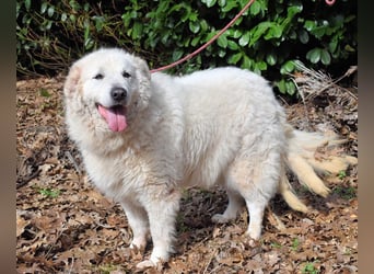 Tallulah - Grandezza auf vier Pfoten!