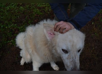 Gherardo - Ein Adler bleibt ein Adler...
