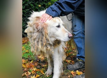 Akamu - Sucht seinen passenden Deckel