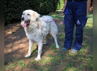 Aristodemo - nicht nur Schall und Rauch