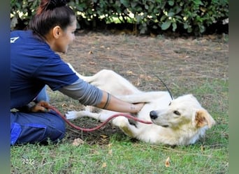 Antiloco - Nur ein Wunsch: endlich nach Hause!