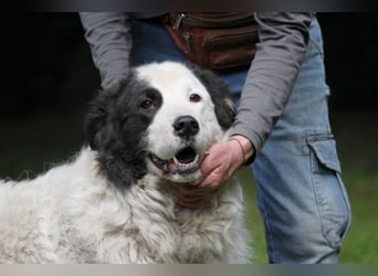 Mathis - mit dem treuen Blick