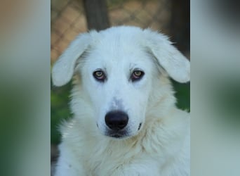 Madea - eine weiße Herzensbrecherin und ihre drei Schwestern