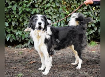 Hindah - Dreieinhalb Sommersprossen