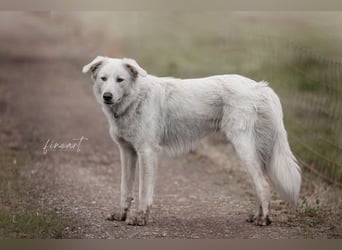 Tennison - Fellknäuel sucht dringend großes Körbchen