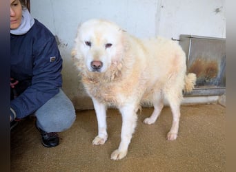 Eskie - aber bitte mit Sahne ins Glück!