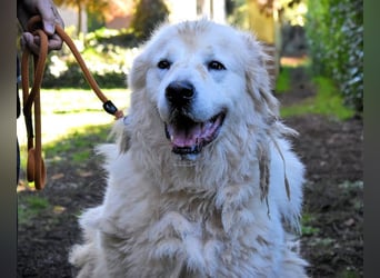 Apolonio - möchte für seine Menschen ein Fels in der Brandung sein