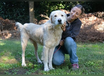 Sisko - es sind so viele