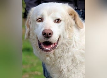 Abele - wenn Kraft und Zeit verloren gehen