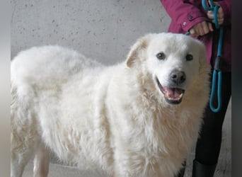 Albertone - Alles, alles Gute!!!