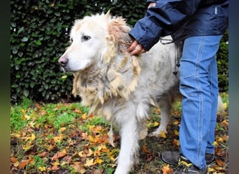 Akamu - Sucht seinen passenden Deckel