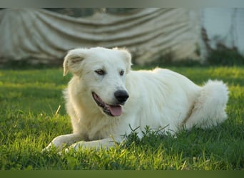 Mulan - eine weiße Herzensbrecherin und ihre drei Schwestern