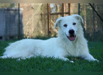 Mira - eine weiße Herzensbrecherin und ihre drei Schwestern