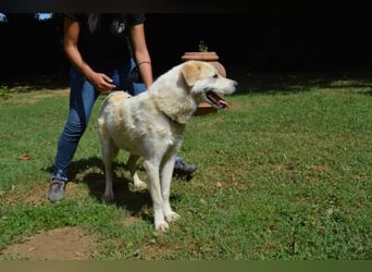 Neeko - Traumhund sucht Traummenschen