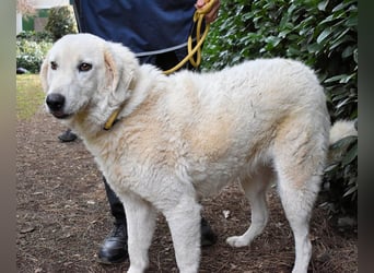 Damarius - niemals ist eine schrecklich lange Zeit